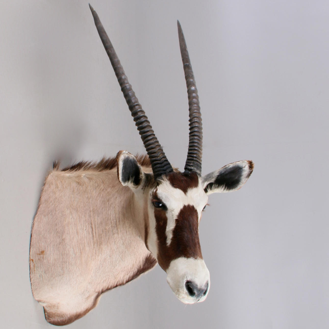 JAKTTROFE, Oryxantilop, (Oryx Gazella), Namibia.