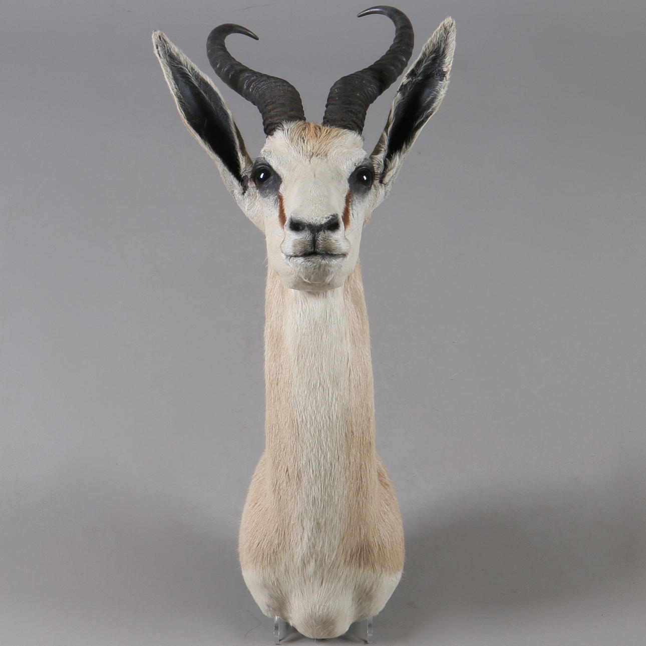 JAKTTROFE, Springbock, (Antidorcas Marsupialis), Namibia.