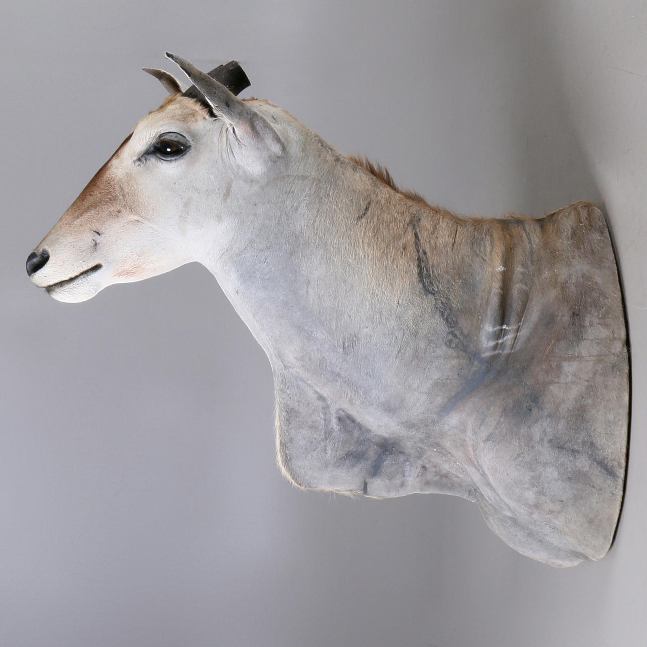 JAKTTROFE, Elandantilop, (Taurotragus Oryx), Namibia.