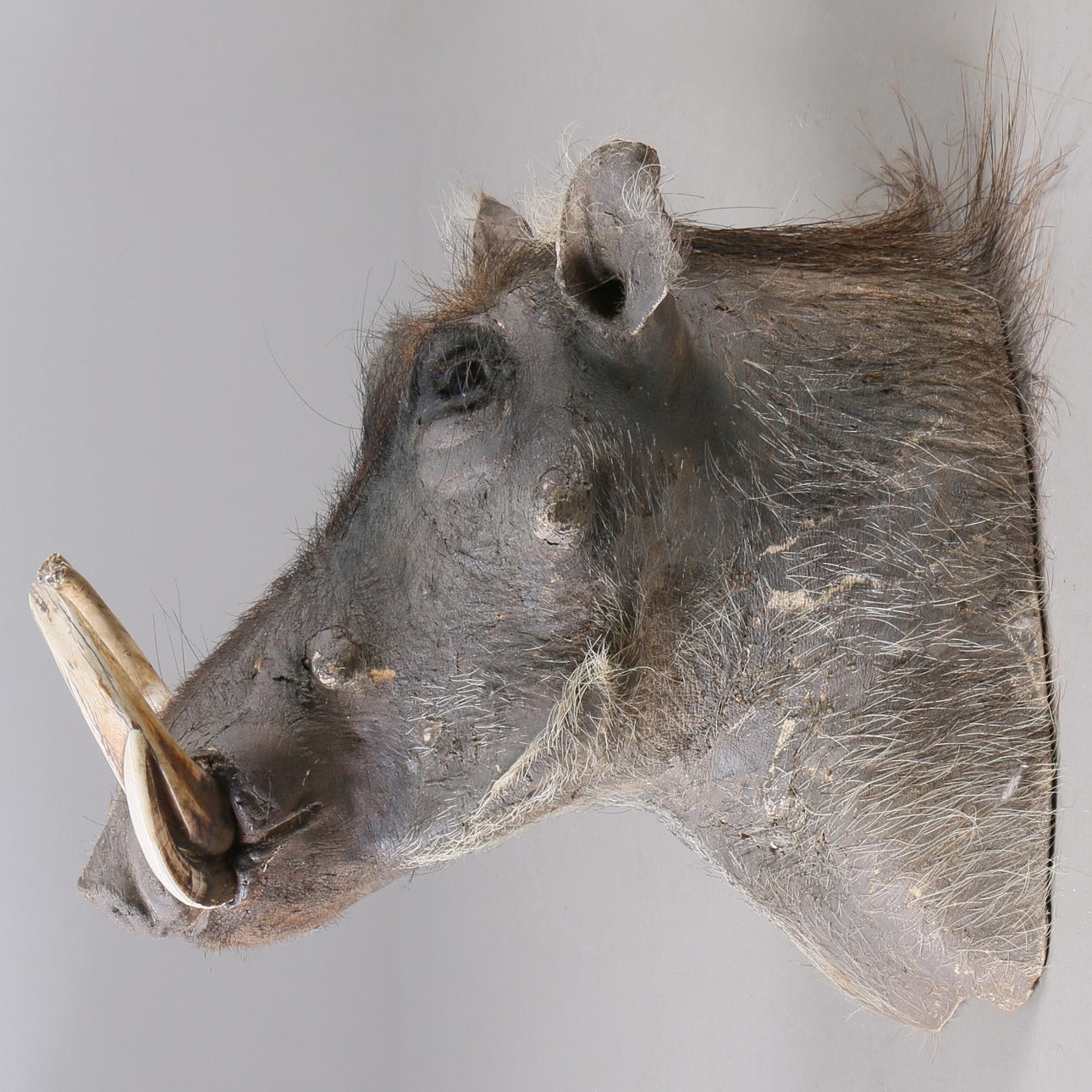 JAKTTROFE, Vårtsvin, (Phacochoerus Africanus), Namibia.