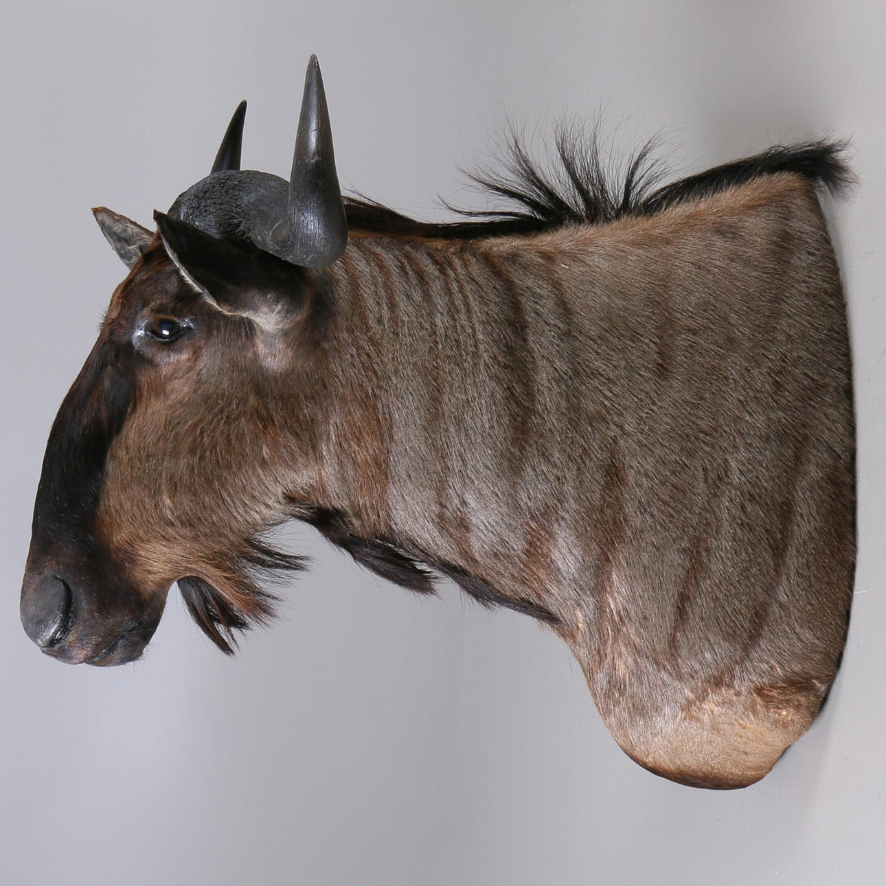 JAKTTROFE, Blå Gnu, (Connochaetes Taurinus), Namibia.