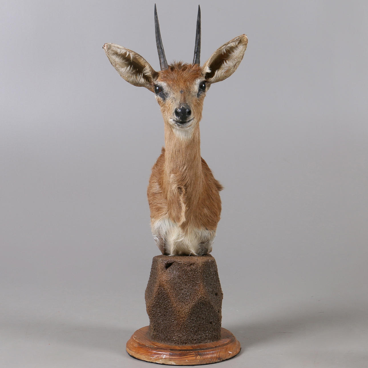 JAKTTROFE, Stenantilop, (Raphicerus Campestris), Namibia.