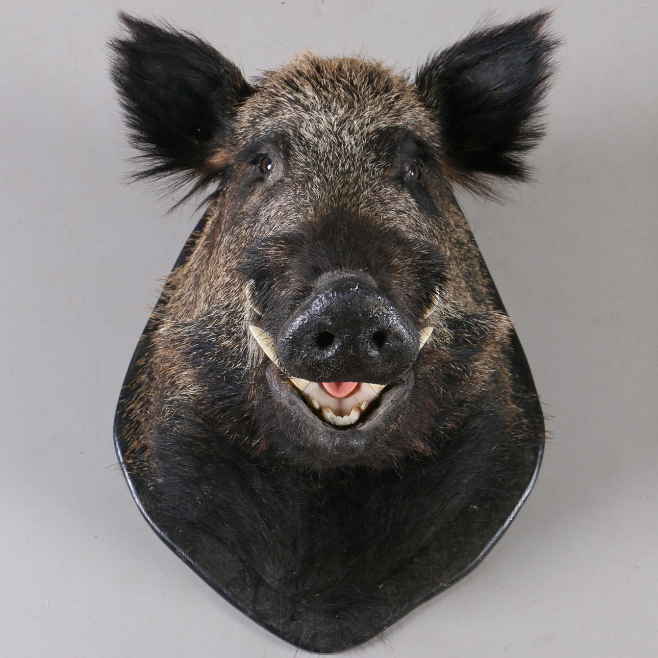 JAKTTROFE, Vildsvin, (Sus Scrofa), Tunisien.