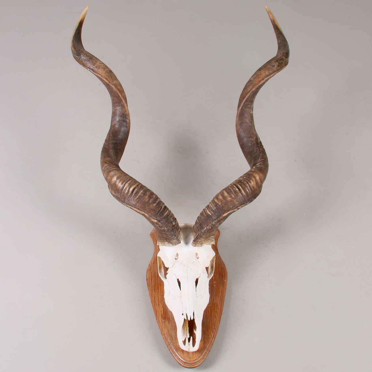 JAKTTROFE, Kudu, (Tragelaphus), Namibia.