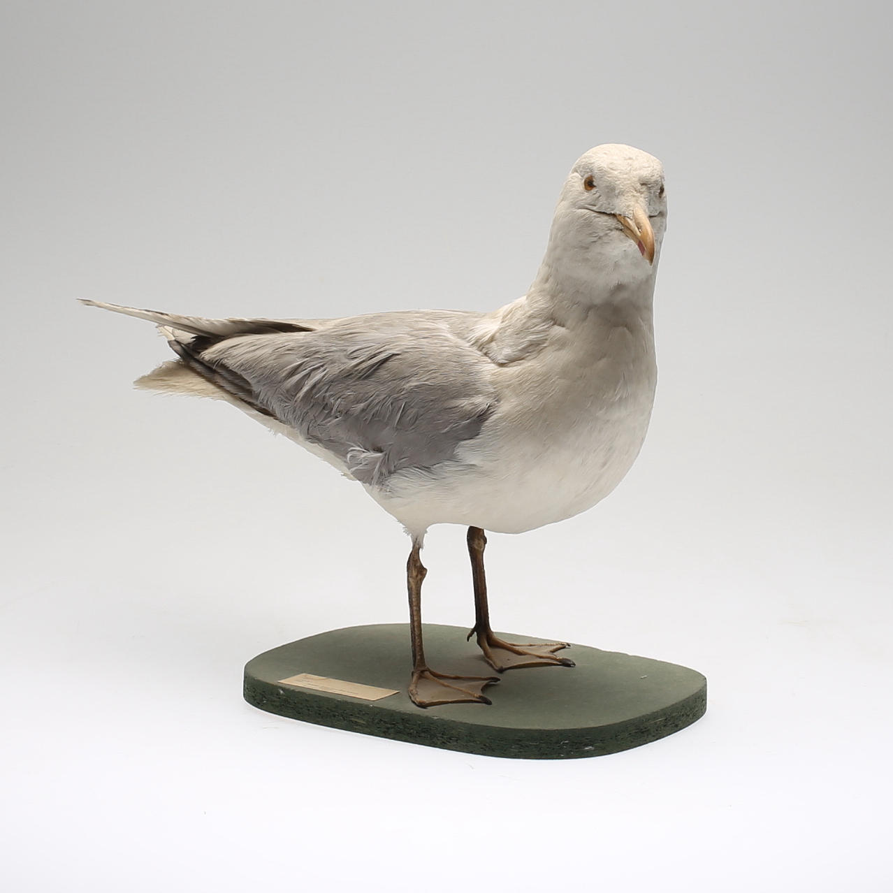 TAXIDERMI, 1900-tal.