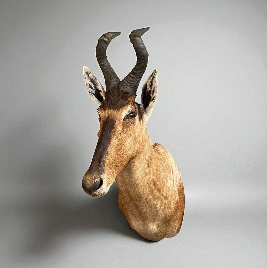 JAGTTROFÆ. Schultermontierte Kuhantilope (Alcelaphus buselaphus caama).