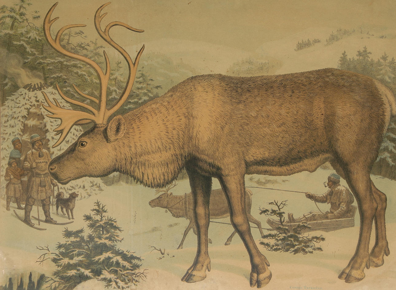 A school plan, reindeer, 20th century.