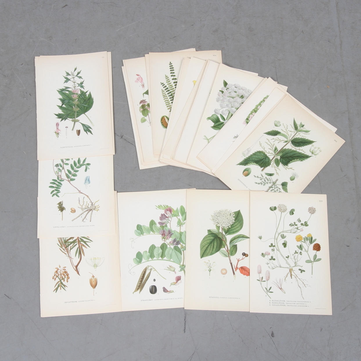 LITOGRAFISKA BLAD, ca 48 st, växtmotiv, Börtzell tryck Stockholm, ur "Nordens flora".