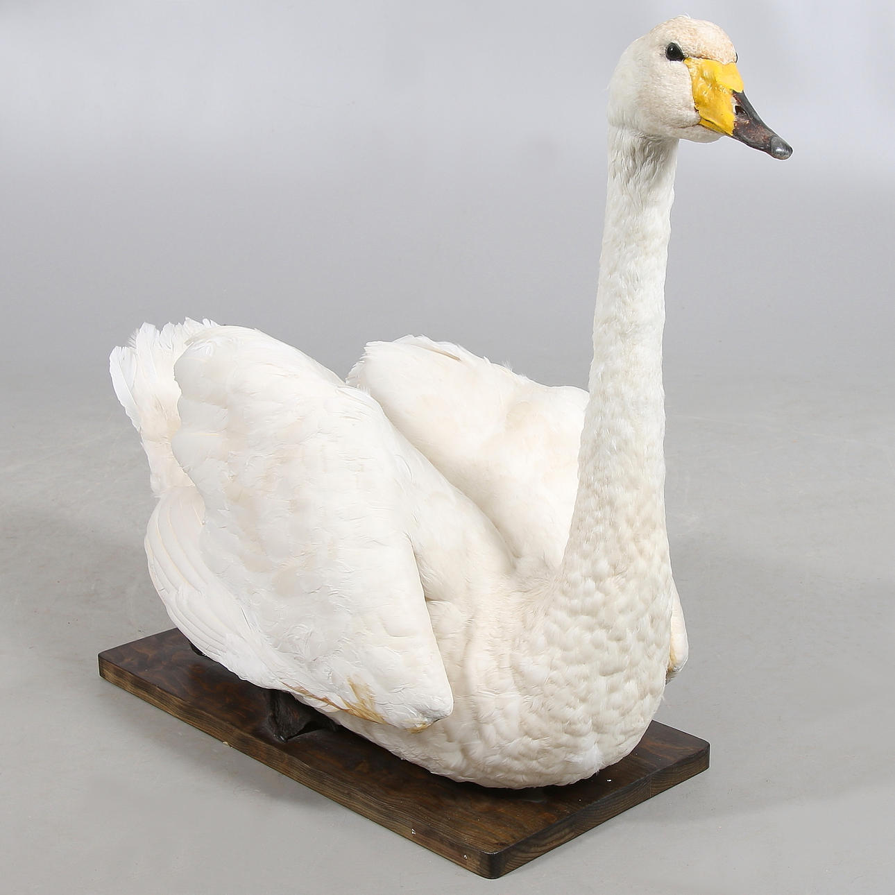 UPPSTOPPAD SJÖFÅGEL, Sångsvan. 1900-tal.