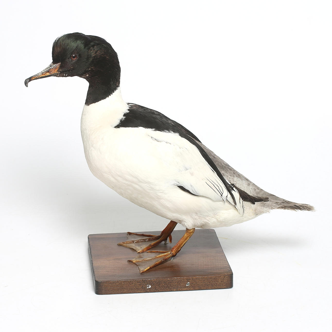 UPPSTOPPAD SJÖFÅGEL, Storskrake. 1900-tal.