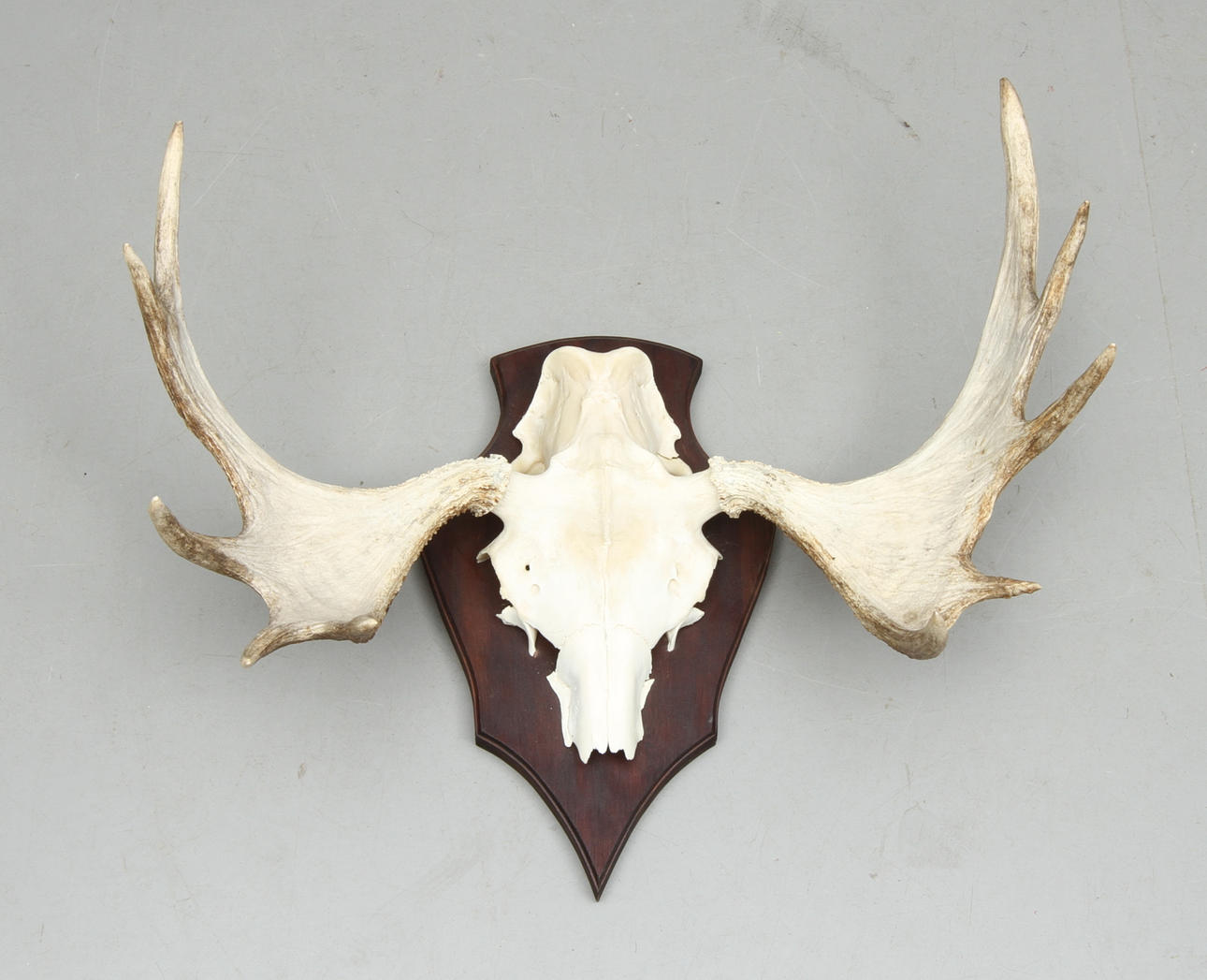 JAKTTROFÉ, älghorn, 10 taggar.