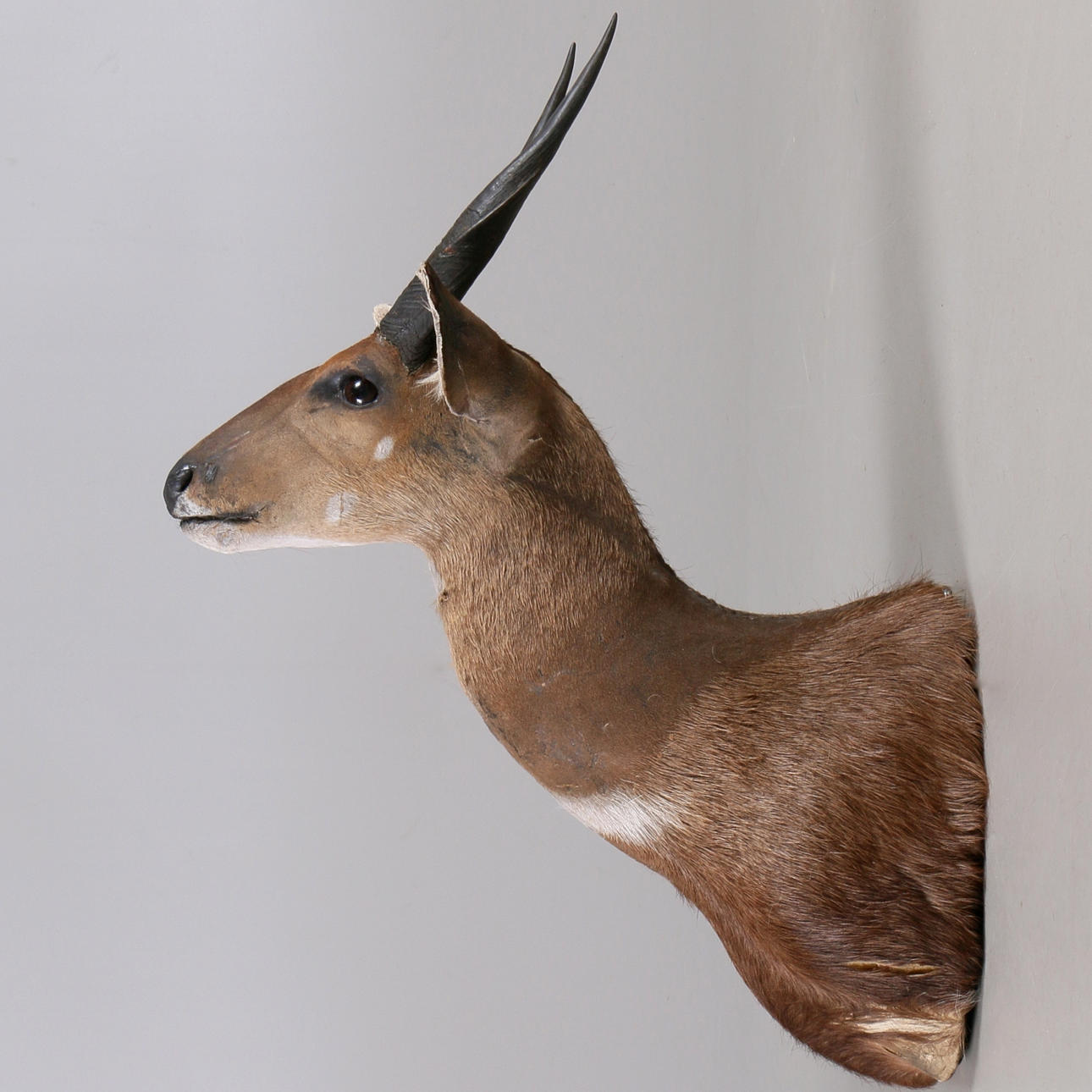 JAKTTROFE, Buskbock, (Tragelaphus Scriptus), Namibia.