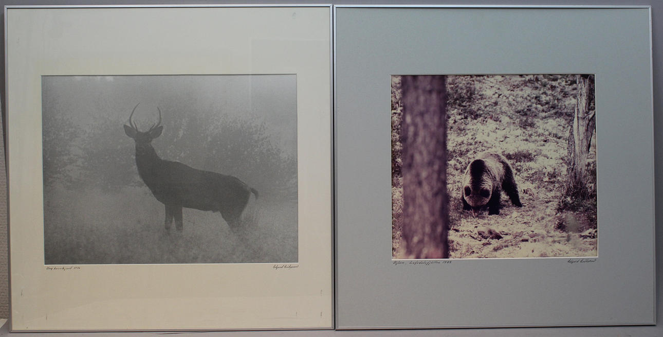 EDGARD ERIKSSON. "Björn Lofsdalsfjällen 1988" och "Ung kronhjort 1978". Fotografier. Signerade.