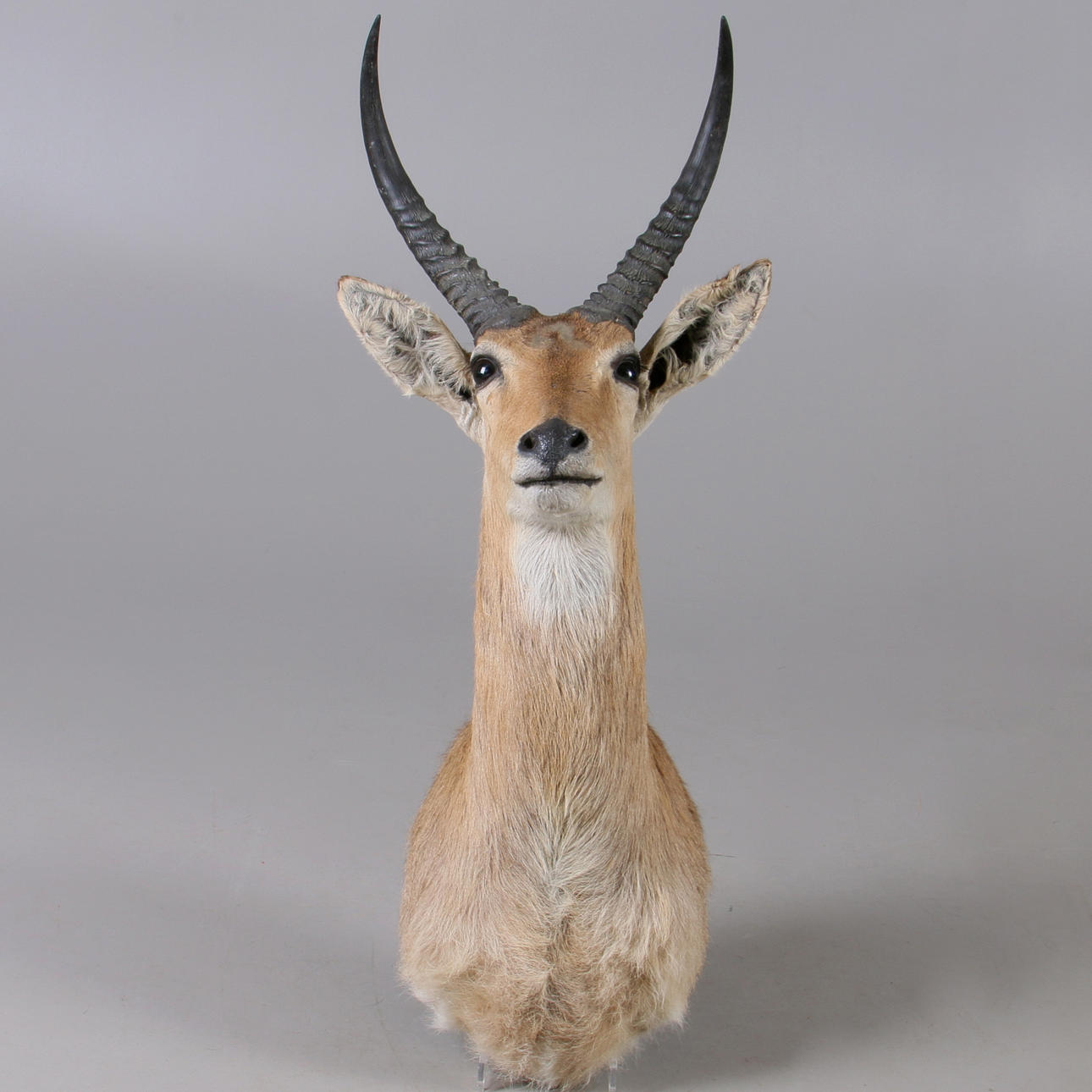 JAKTTROFE, Stor rörbock, (Redunca arundinum), Namibia.