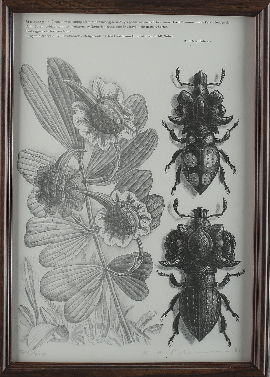 KARL AXEL PEHRSON. Insekter, litografier, 2 st, signerade och daterade samt numrerade.