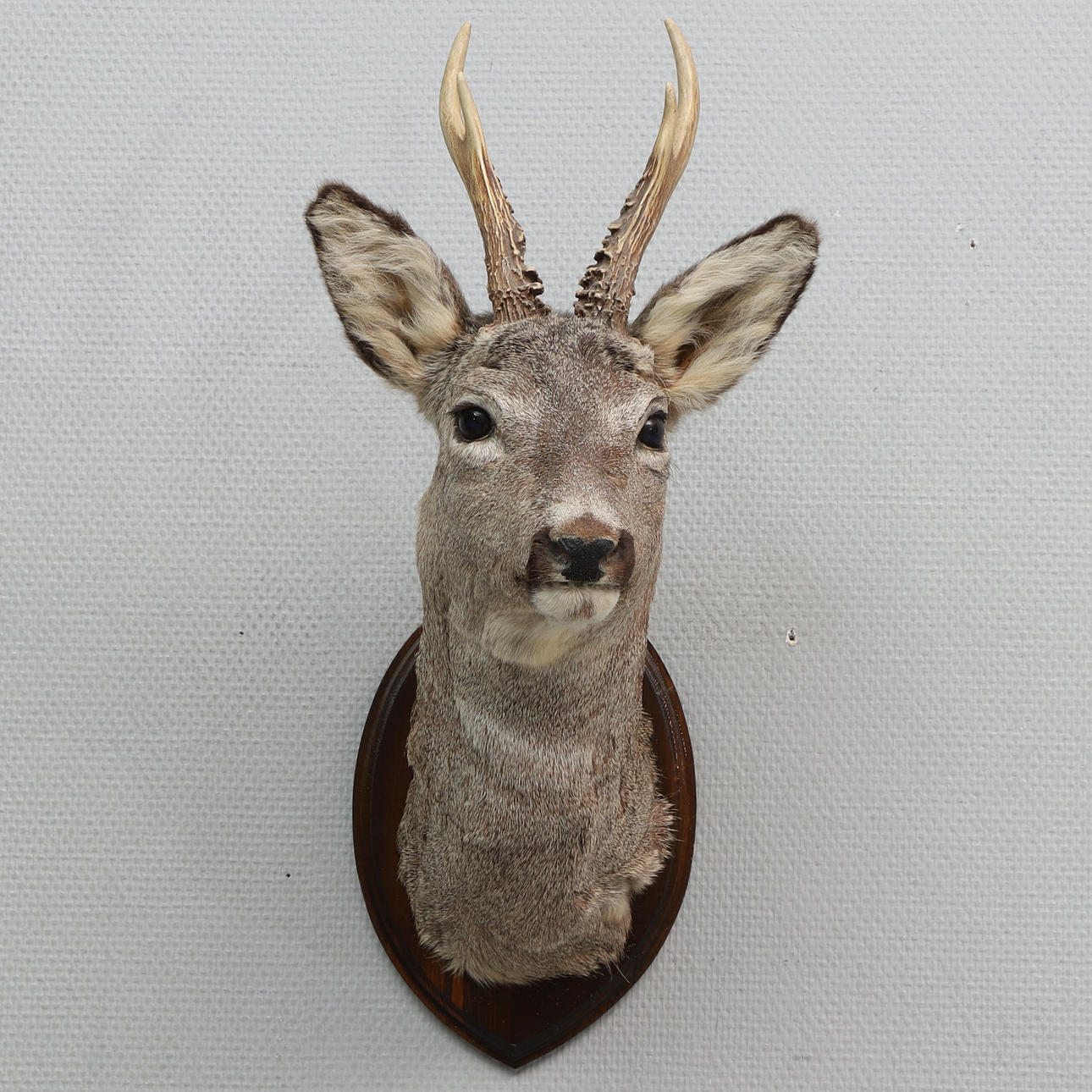 HUNTING TROPHY, Buchmontage, Hirsch.