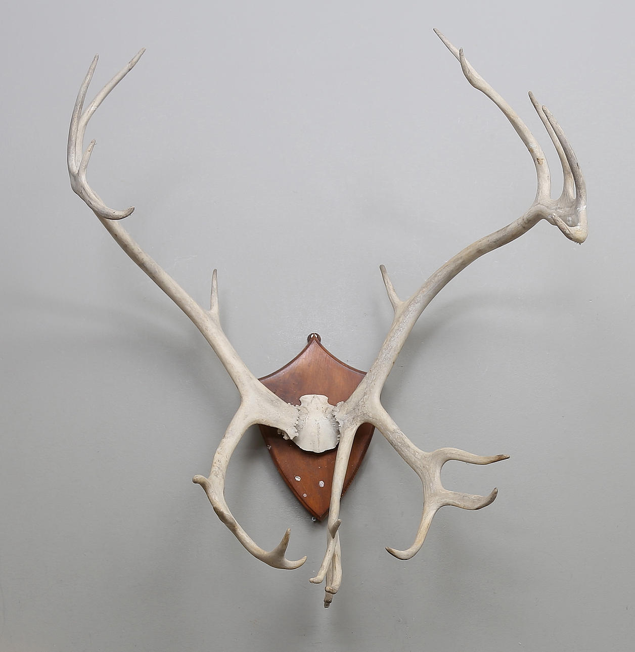 JAKTTROFÉ. renhorn.