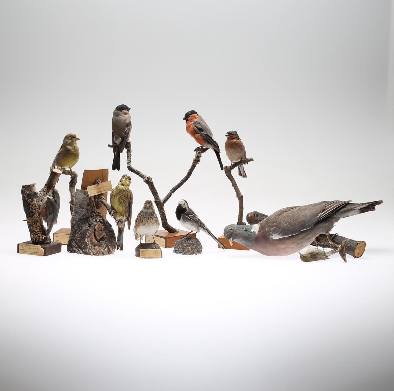 TAXIDERMI, 10 st, fåglar, 1900-tal.