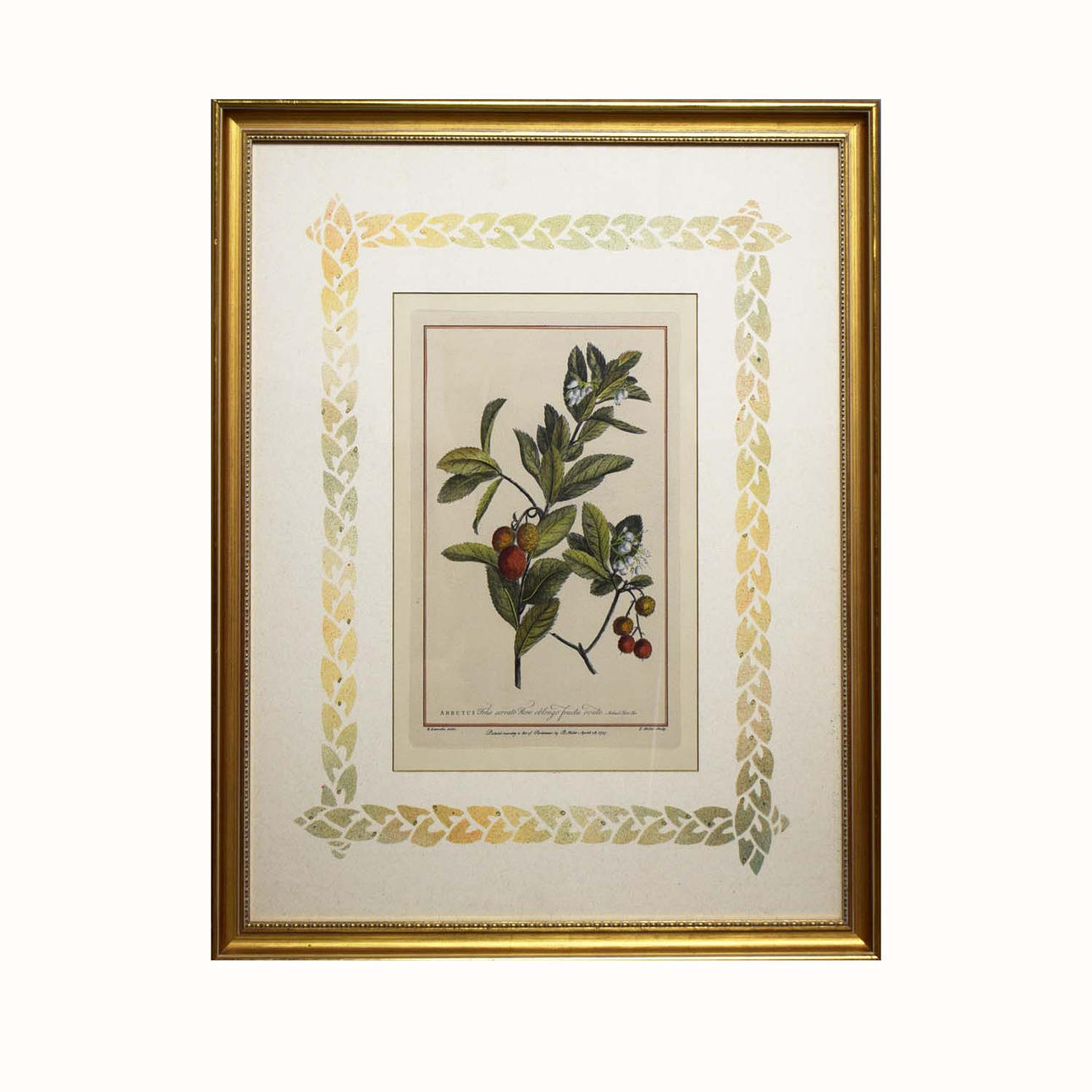 A HAND-COLOURED BOTANICAL PRINT.