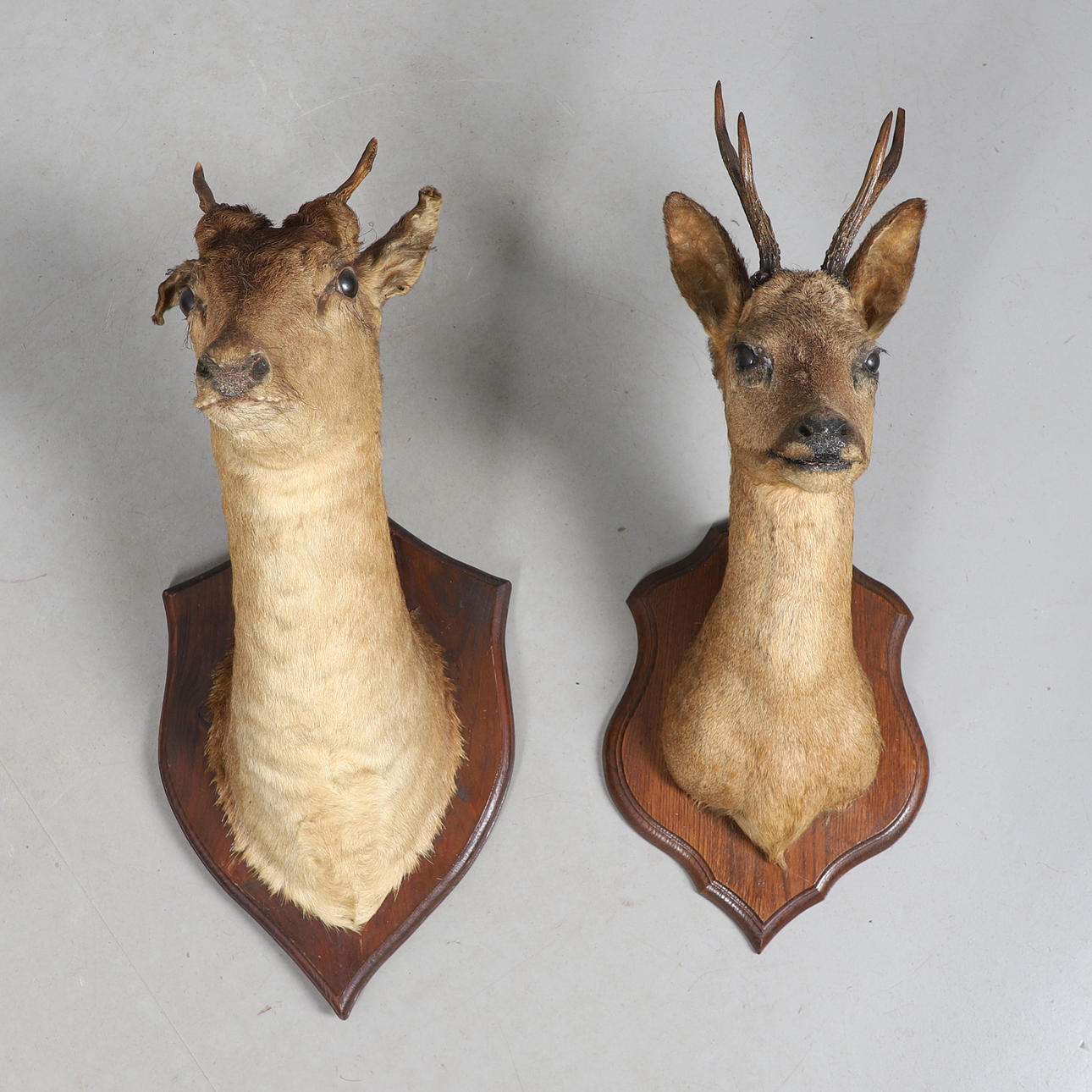 TAXIDERMY - TWO MOUNTED DEER'S HEADS.