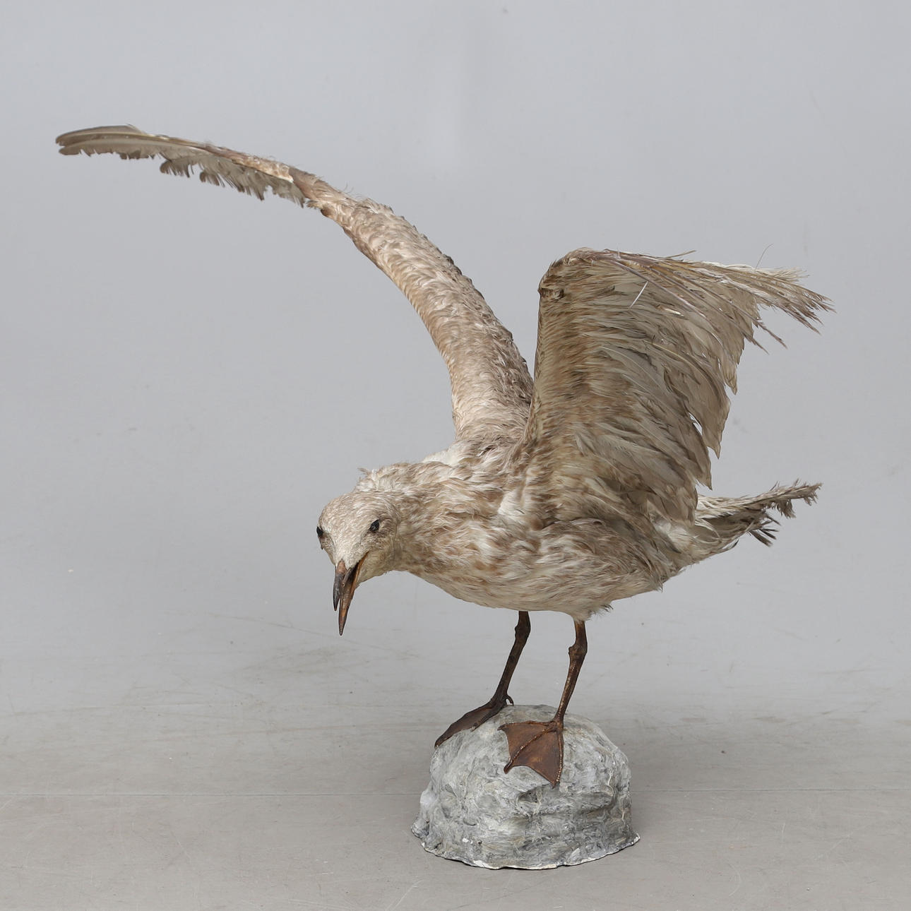 A taxidermy, stuffed funnel, 20th century.