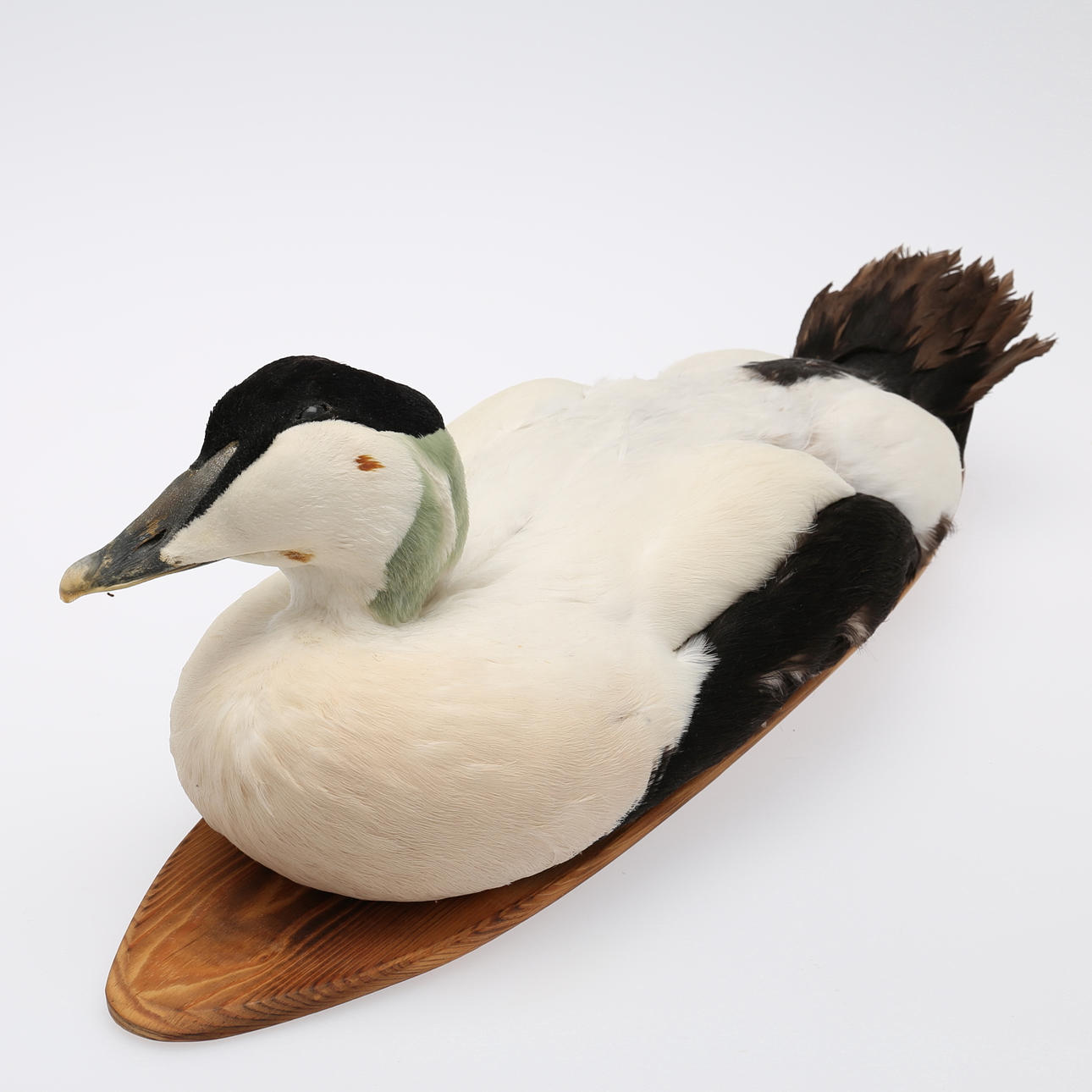 EJDERHANE, uppstoppad.