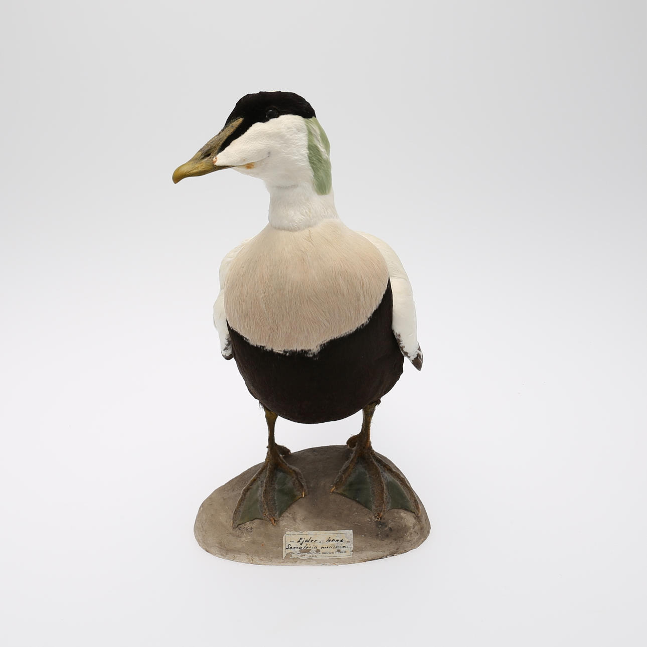 EJDERHANE, uppstoppad.