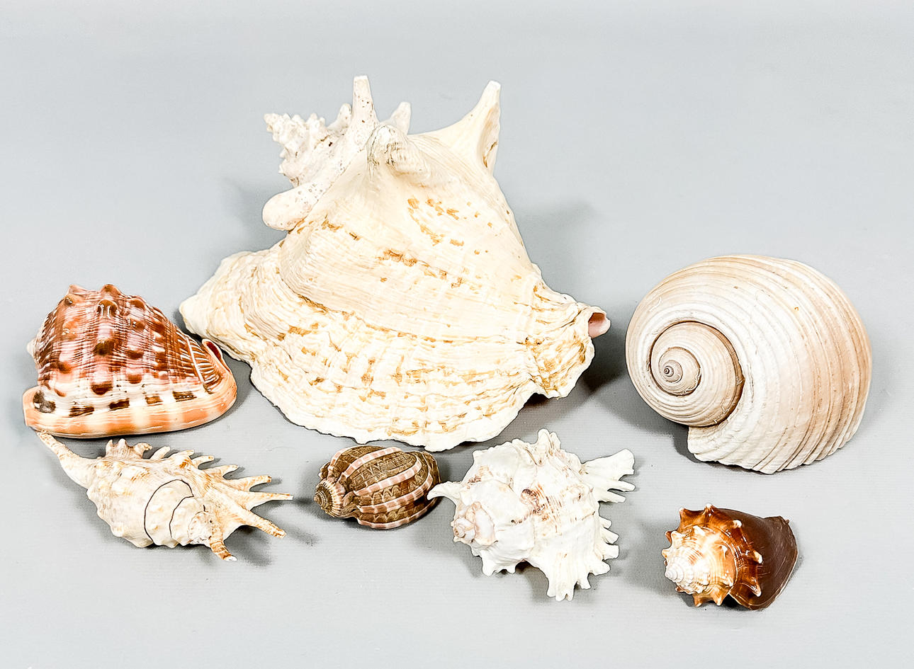 SHELLS, A Collection, 7 pcs. Collectables - Other collectables - Auctionet
