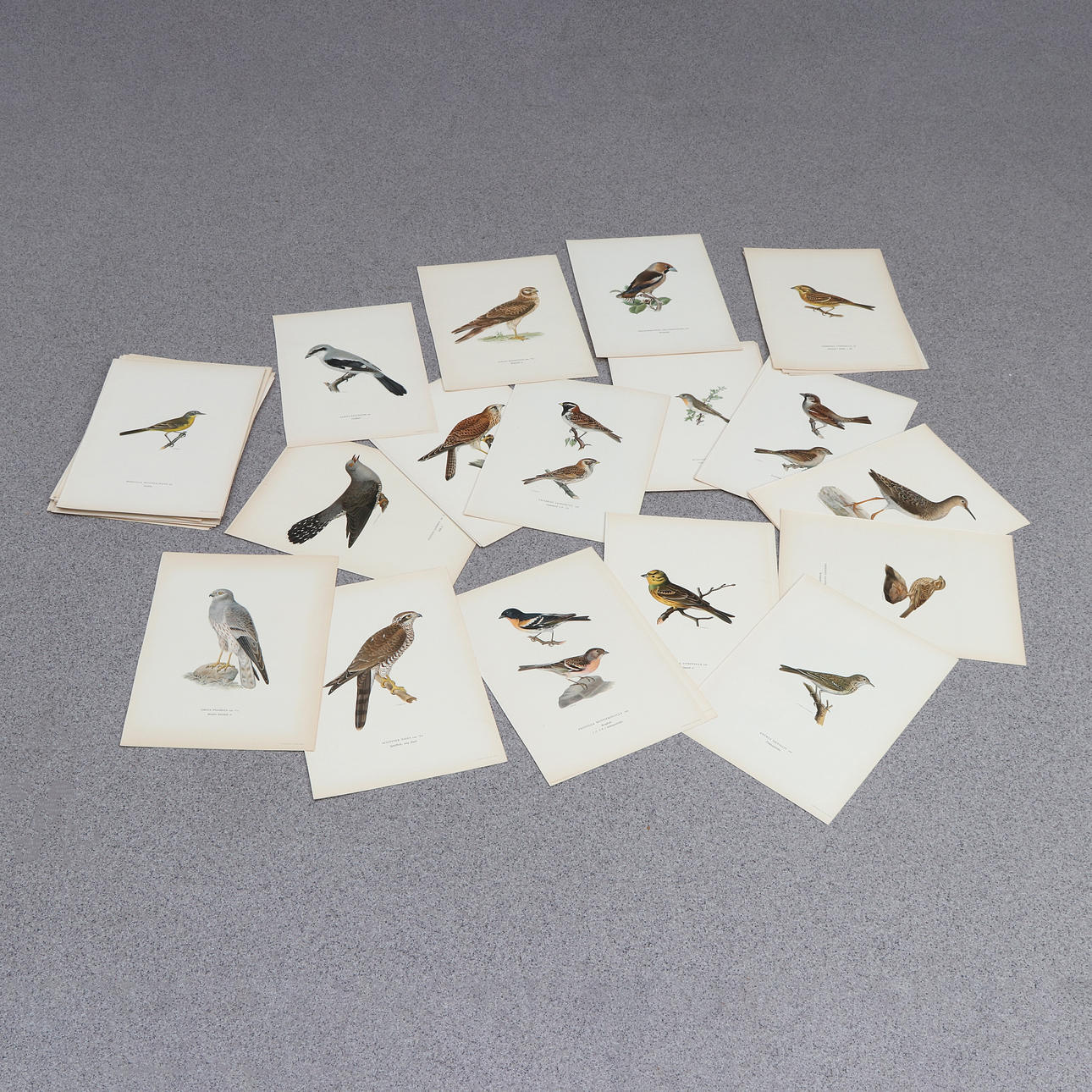 LITHOGRAPHS, ABOUT 100 PCS. “Swedish Birds”. Ur von Wright.