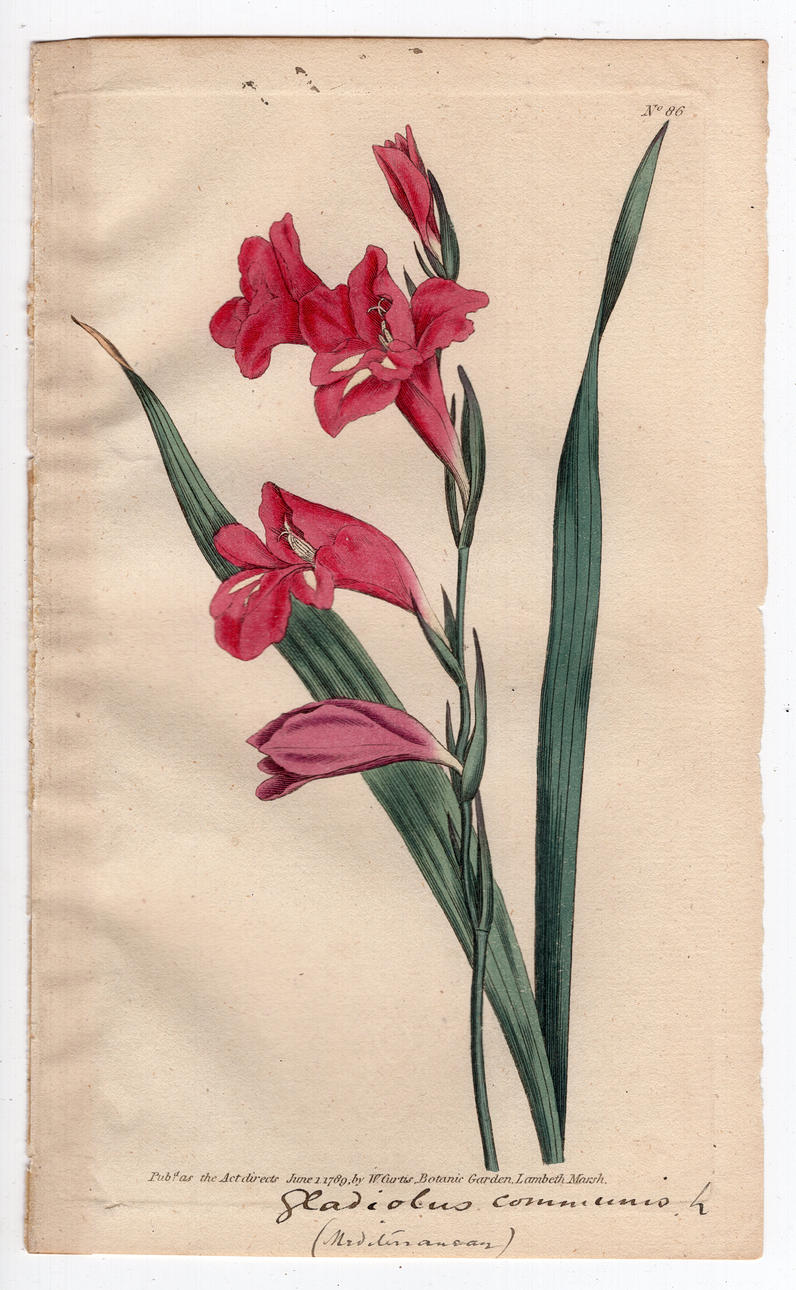 1789 WILLIAM CURTIS ORIGINAL BOTANICAL ENGRAVING #86 EASTERN GLADIOLUS.