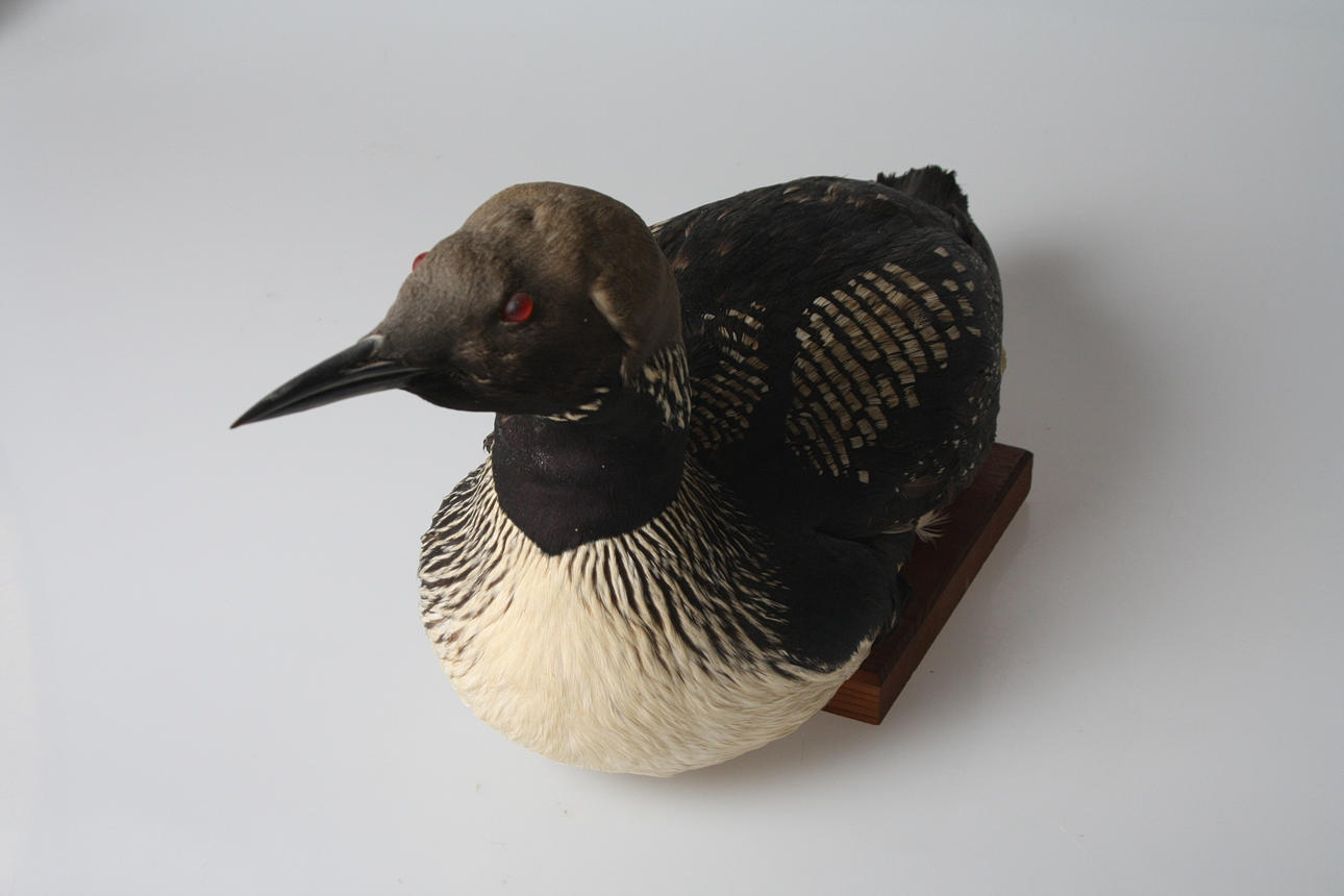 UPPSTOPPAD FÅGEL, Lom längd ca 57cm.