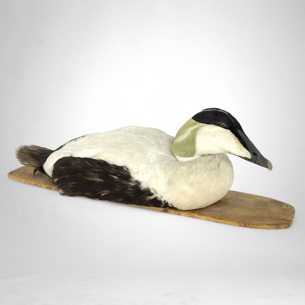 VETTE, taxidermi, guldsmede, 20. århundrede.