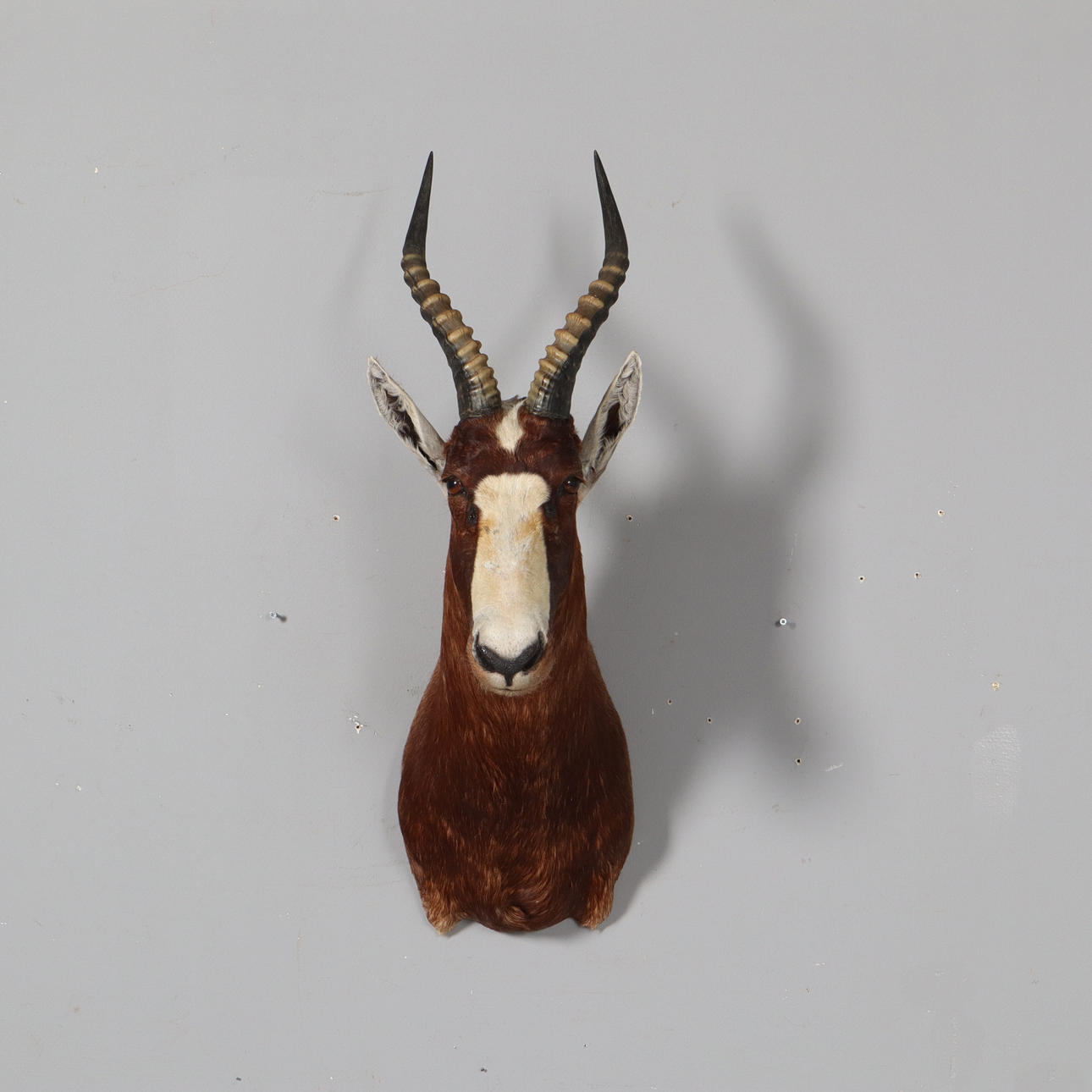 BLÄSBOCK, taxidermy.
