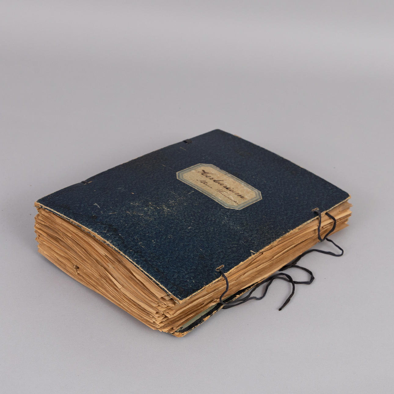 HERBARIUM, folder with pressed plants, ca. 1900.