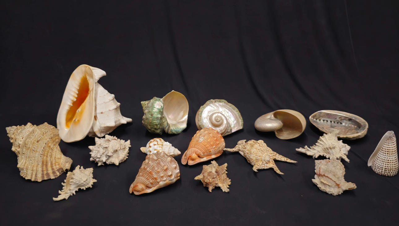 SAMLING AV 16 OLIKA HAVSSNIGLAR.