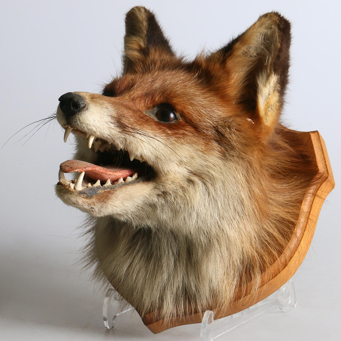 JAKTTROFÉ, rävhuvud, 1900-tal.