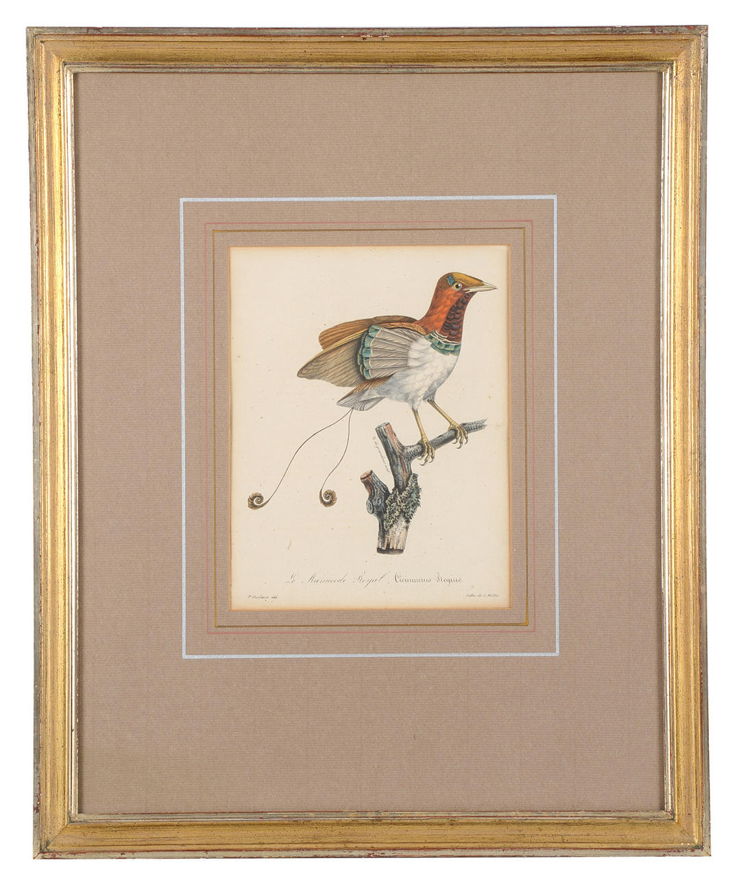 PAUL LOUIS OUDART. ”Le Manucode Royal” från La Galerie des Oiseaux.