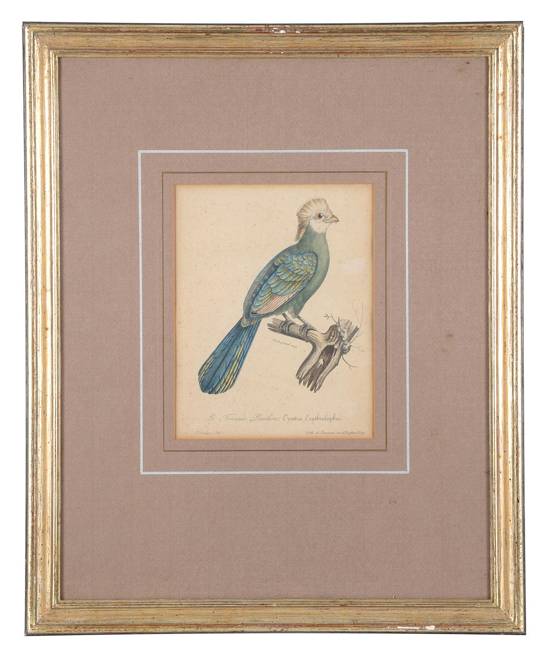 PAUL LOUIS OUDART. ”Le Touraco Pauline” från La Galerie des Oiseaux.