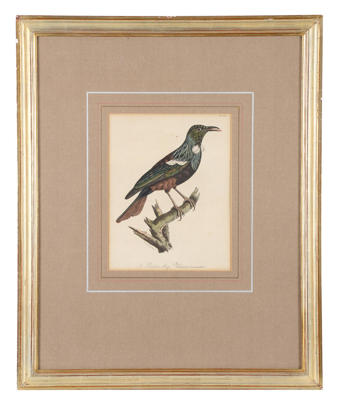 PAUL LOUIS OUDART. "Le Polochion Kogo" från La Galerie des Oiseaux.