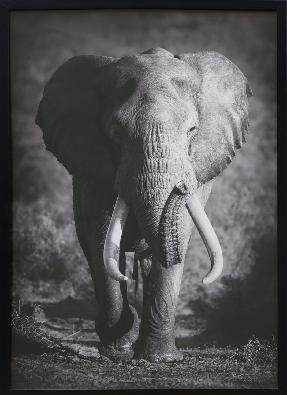 FOTOPLANSCH, elefantmotiv.