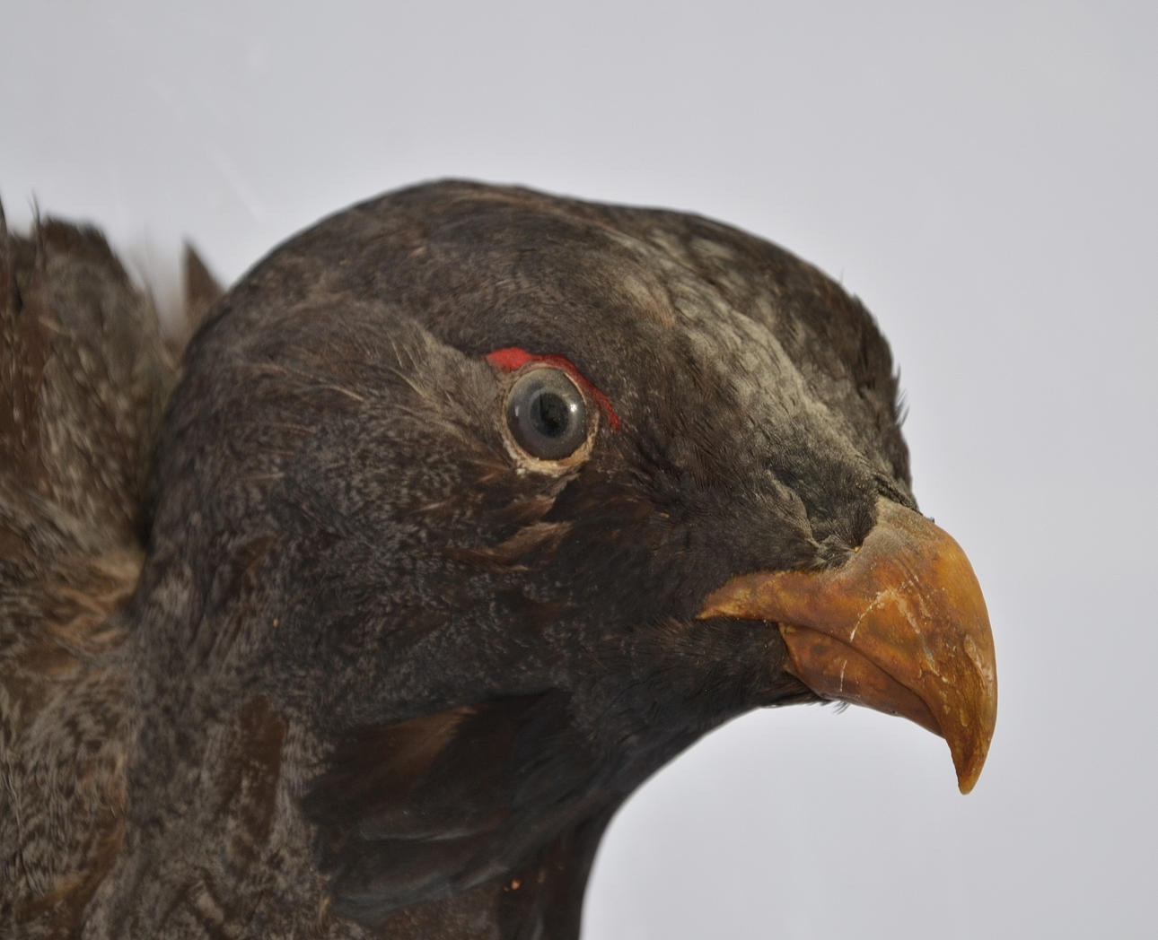 JAKTTROFÉ, Tjäderhuvud, 1900-talets andra hälft.