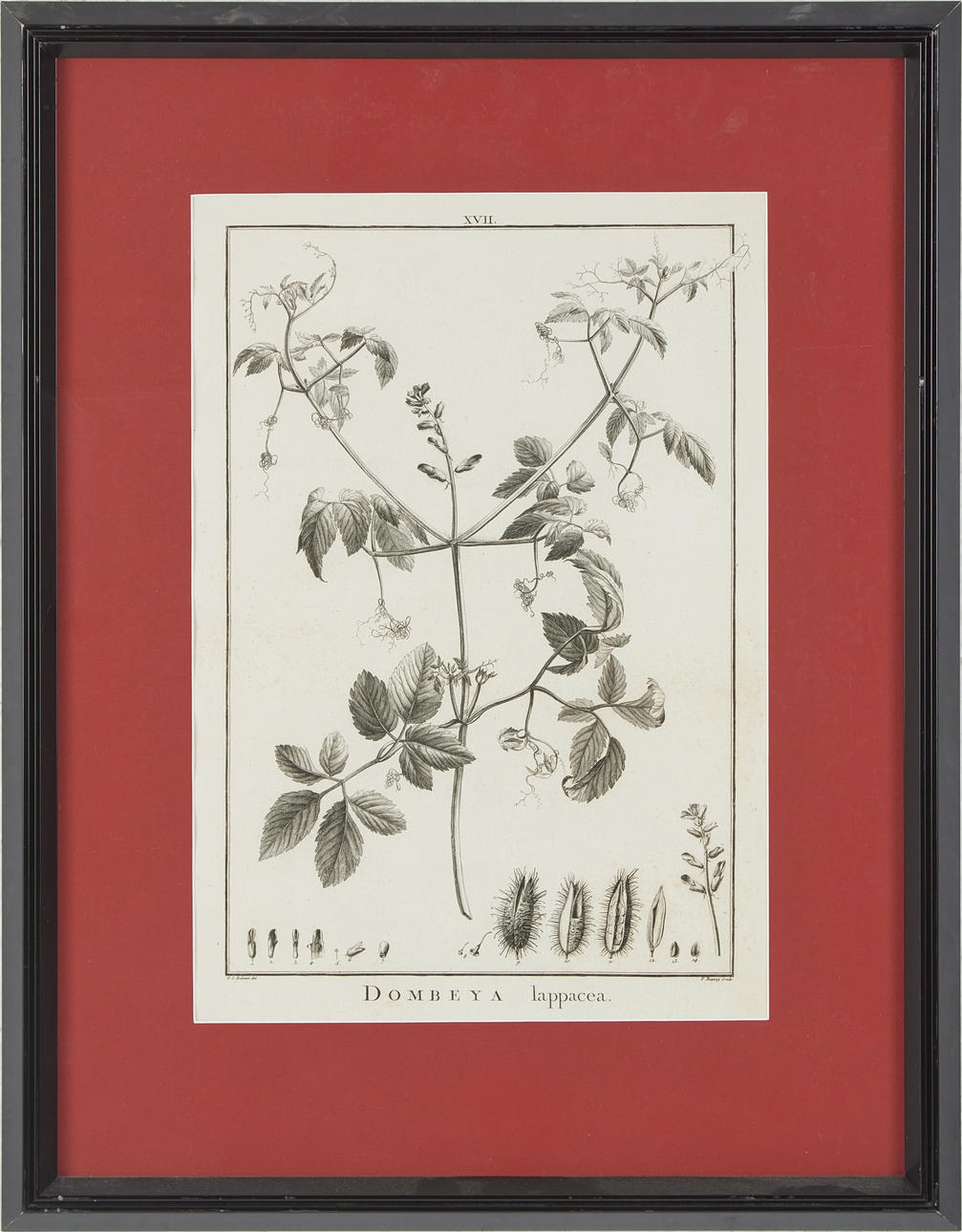 7 ENGRAVINGS, BOTANY ETC., 18TH CENTURY. Art - Engravings & Prints ...