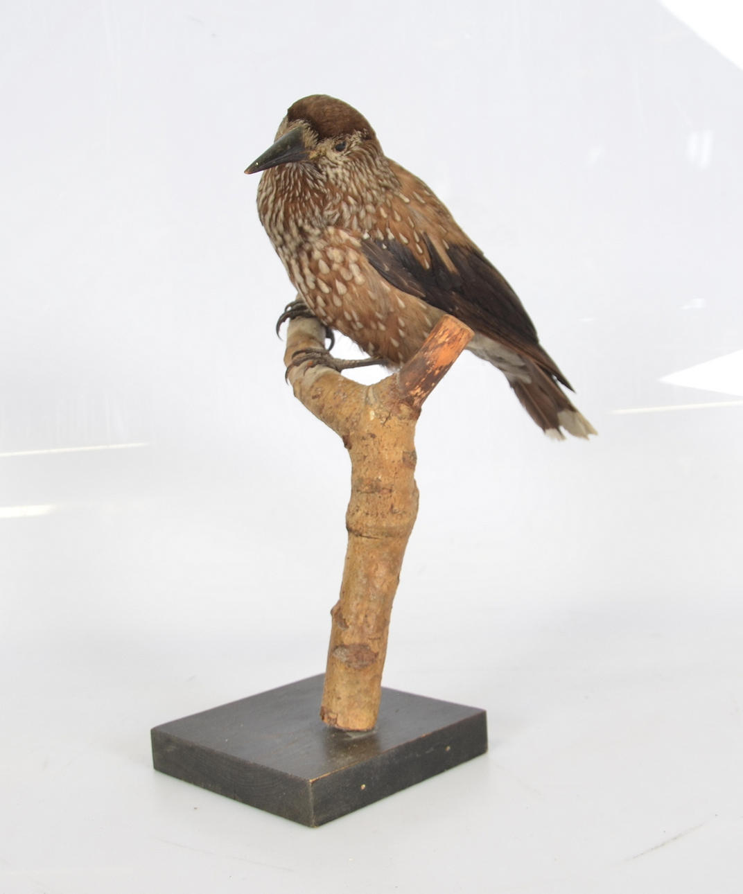 UPPSTOPPAD NÖTKRÅKA, 1900-talets mitt.