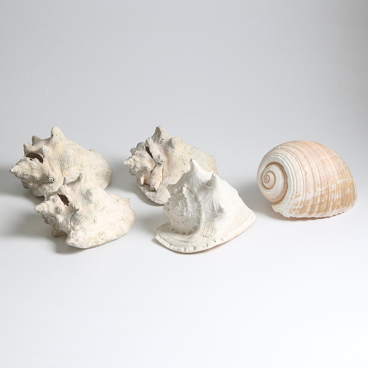 TRÄDGÅRDSSNÄCKOR, 5 st.