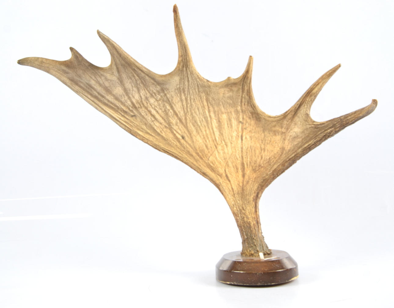 TROPHY, elk horn, 20th century.