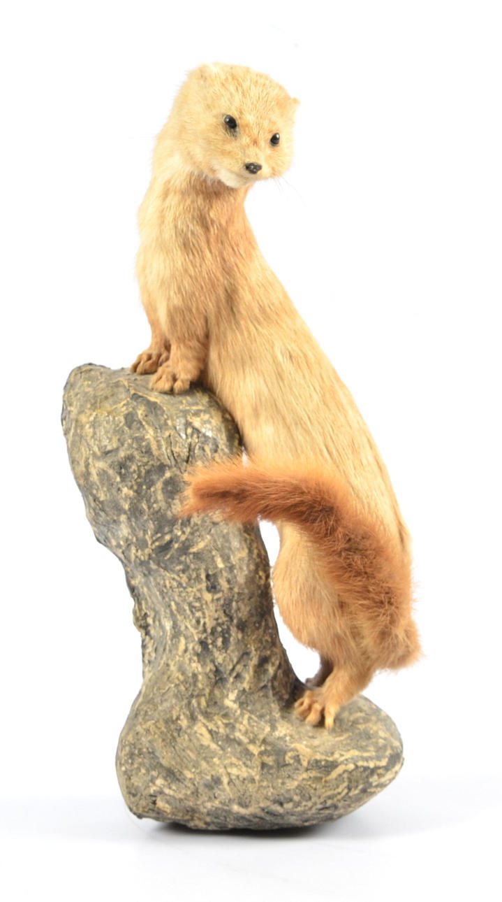 UPPSTOPPAD ILLER, 1900-tal.