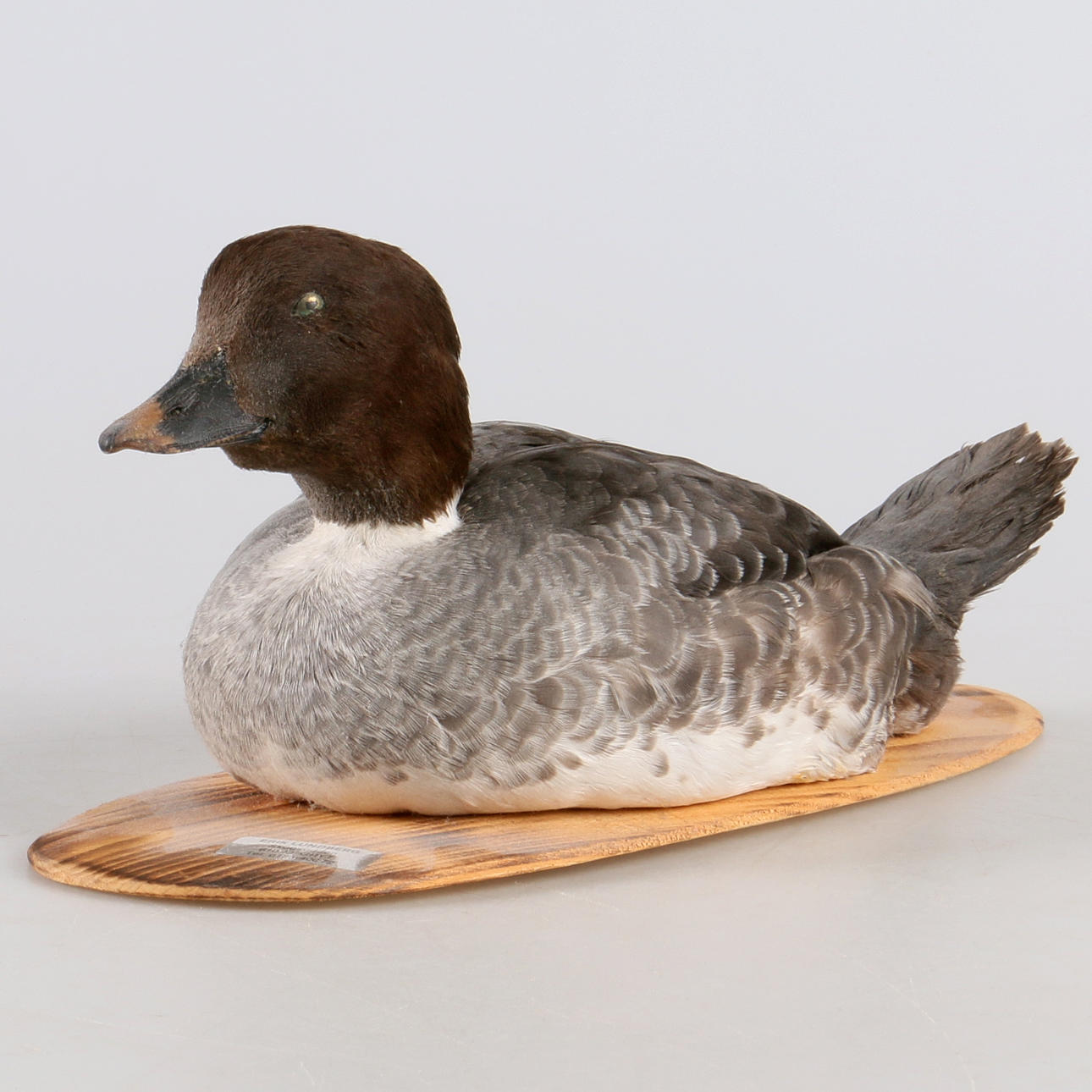 VETTE, Kniphona, uppstoppad, 1900-tal.