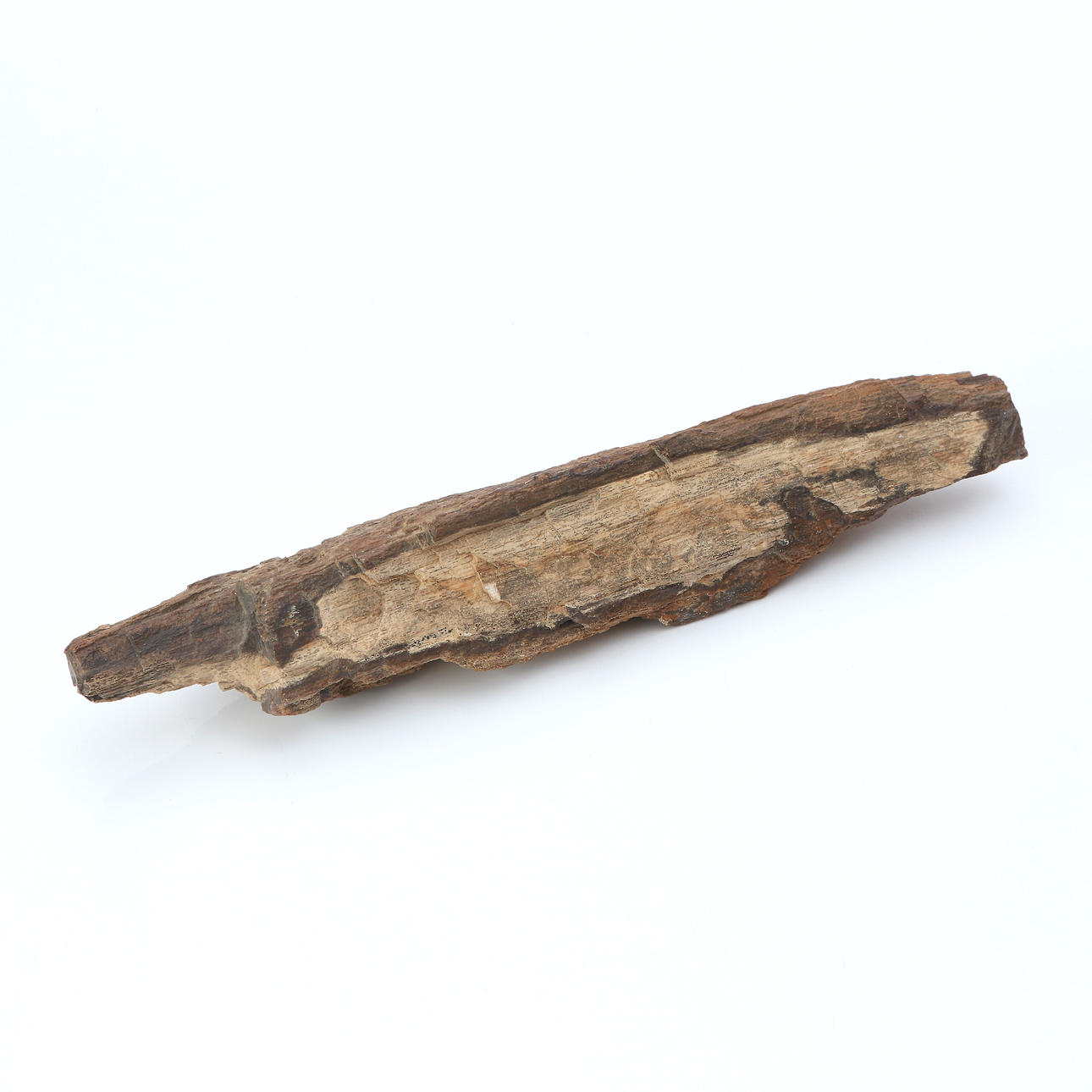 MADERA FÓSIL. Madera petrificada.