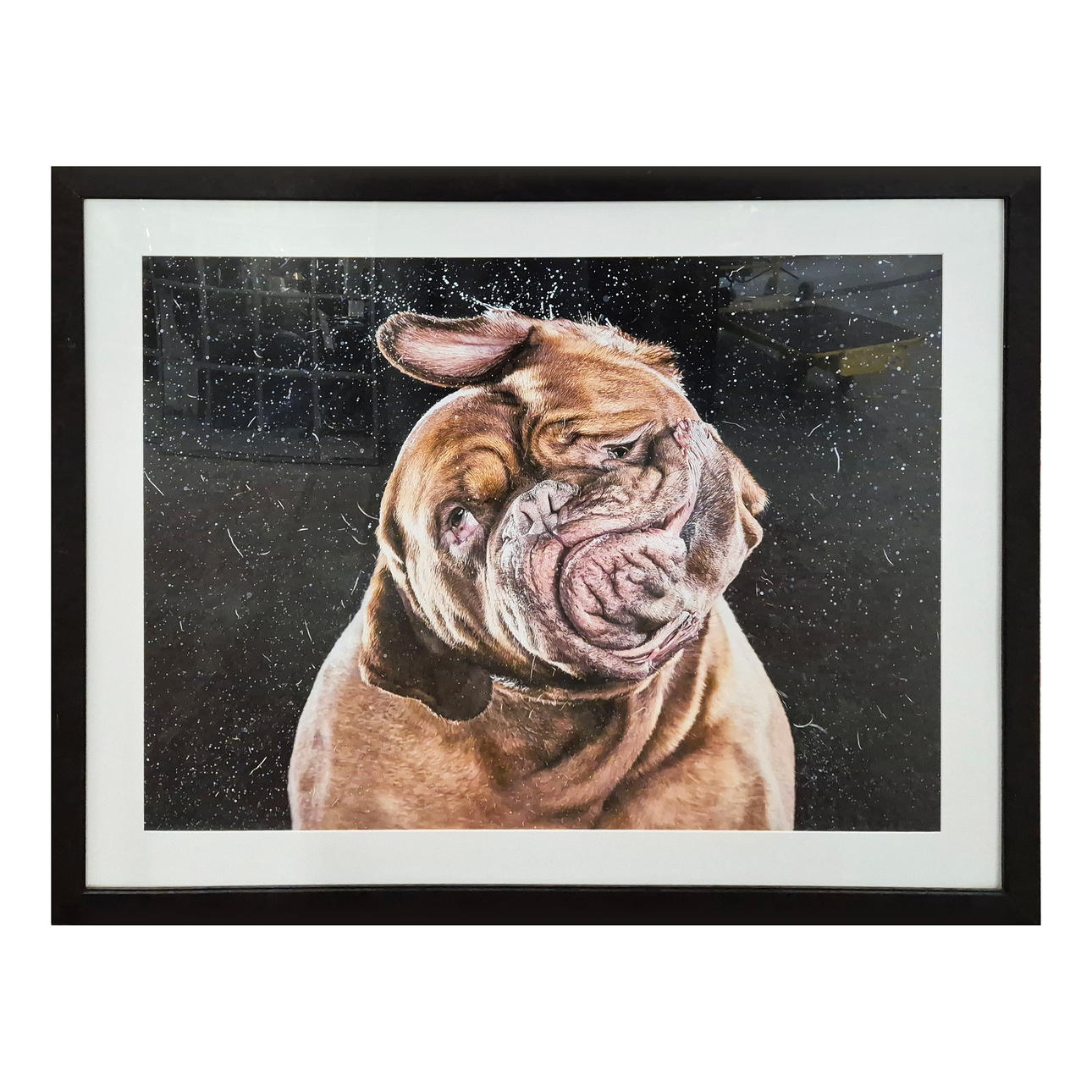 CARLI DAVIDSON. SHAKE DOGS (2). Art Photography Auctionet