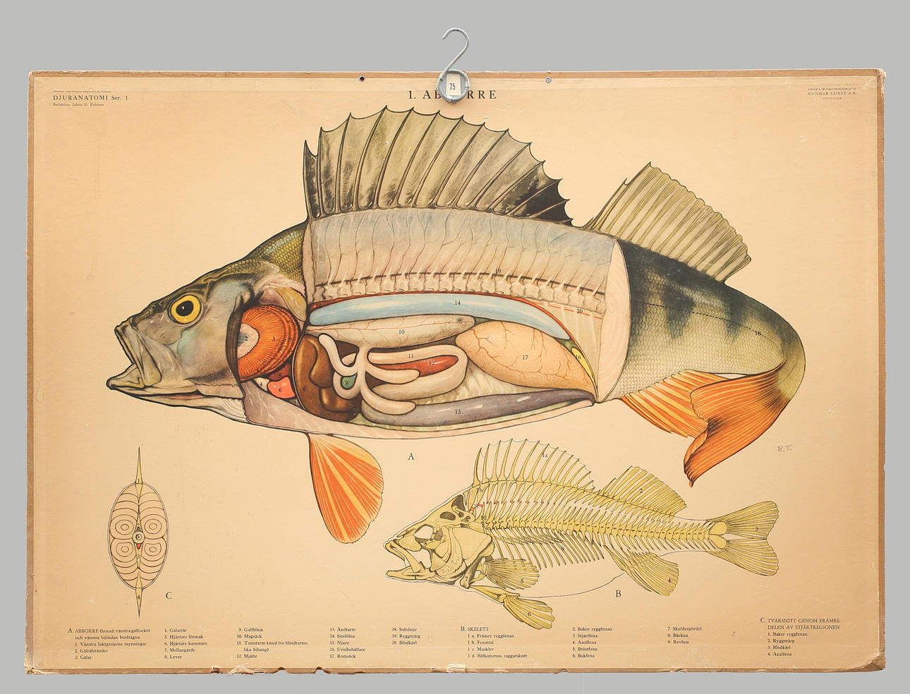 SKOLPLANSCH offsettryck. Abborre, dess skelett och tvärsnitt.